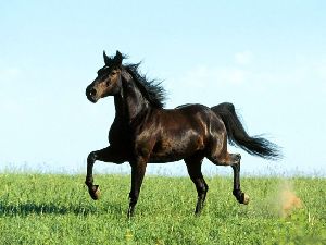 Киевские школы русифицируют изучать