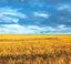 Почему экспорт украинских специалистов растет студент