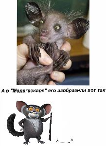 Вся правда о сотрясении мозга мозг